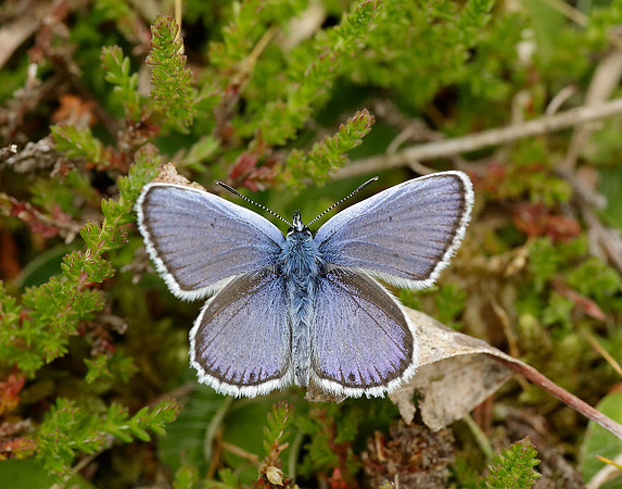 Silver-studded Blue Plebejus argus