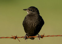 Starling Sturnus vulgaris
