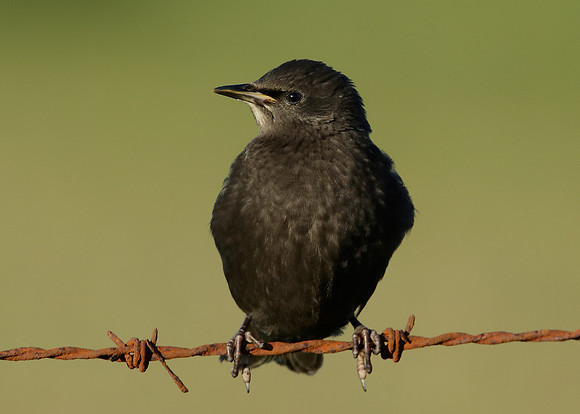 Starling Sturnus vulgaris