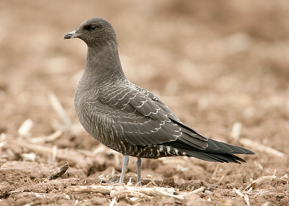 Long-tailed Skua Stercorarius longicaudus