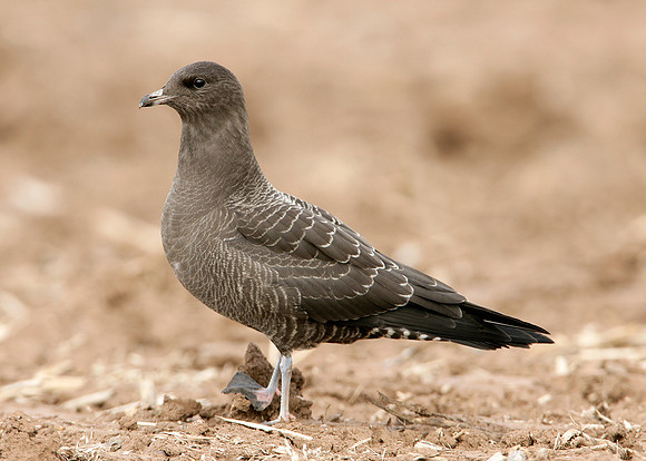 Long-tailed Skua Stercorarius longicaudus