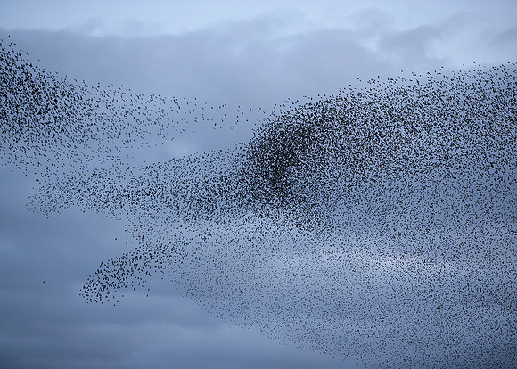 Starling Sturnus vulgaris