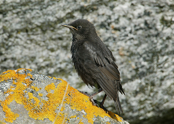 Starling Sturnus vulgaris
