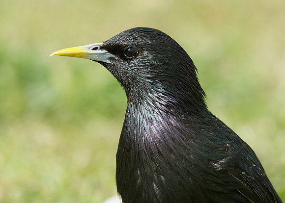 Starling Sturnus vulgaris