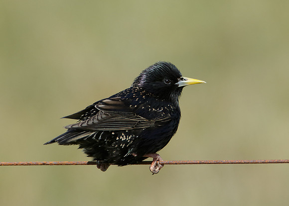 Starling Sturnus vulgaris