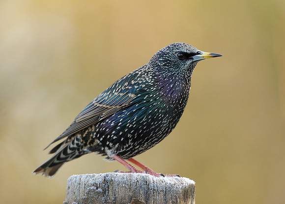 Starling Sturnus vulgaris