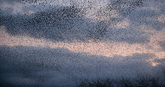 Starling Sturnus vulgaris