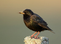 Starling Sturnus vulgaris
