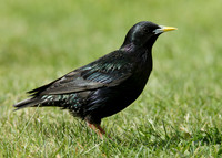 Starling Sturnus vulgaris