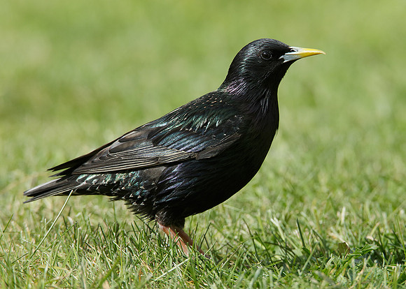 Starling Sturnus vulgaris
