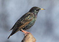 Starling Sturnus vulgaris