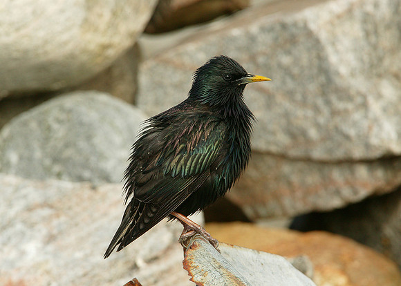 Starling Sturnus vulgaris