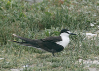Sooty Tern Sterna fuscata