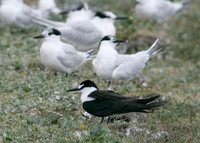 Sooty Tern Sterna fuscata