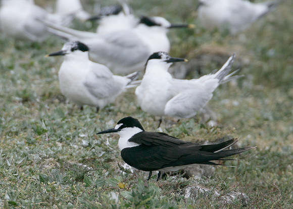 Sooty Tern Sterna fuscata