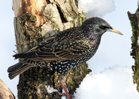 Starling Sturnus vulgaris