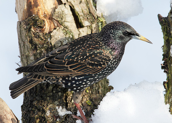 Starling Sturnus vulgaris