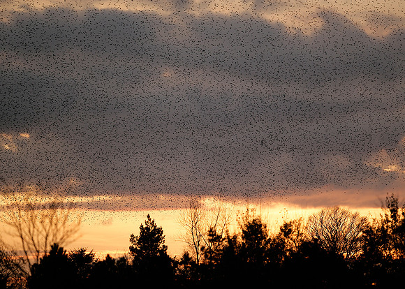Starling Sturnus vulgaris