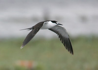 Sooty Tern Sterna fuscata