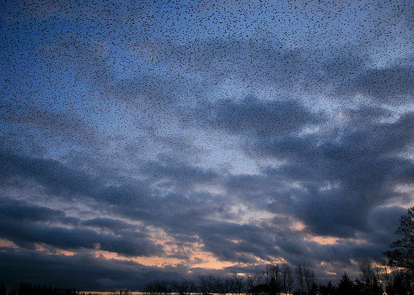 Starling Sturnus vulgaris