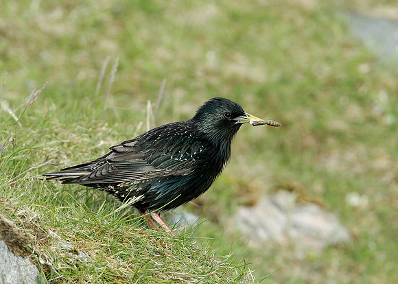 Starling Sturnus vulgaris