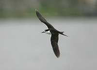 Sooty Tern Sterna fuscata