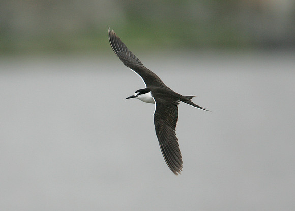 Sooty Tern Sterna fuscata