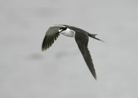 Sooty Tern Sterna fuscata
