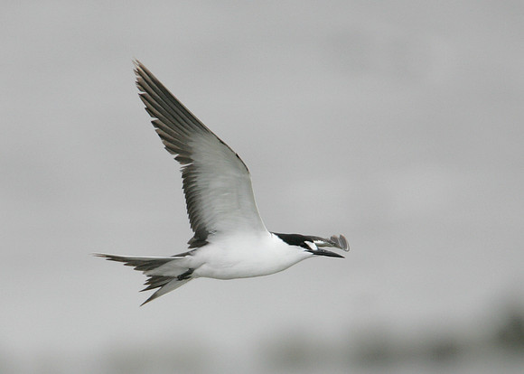 Sooty Tern Sterna fuscata
