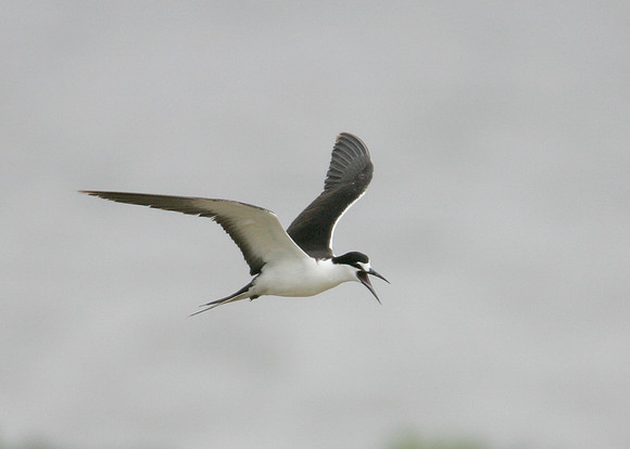 Sooty Tern Sterna fuscata