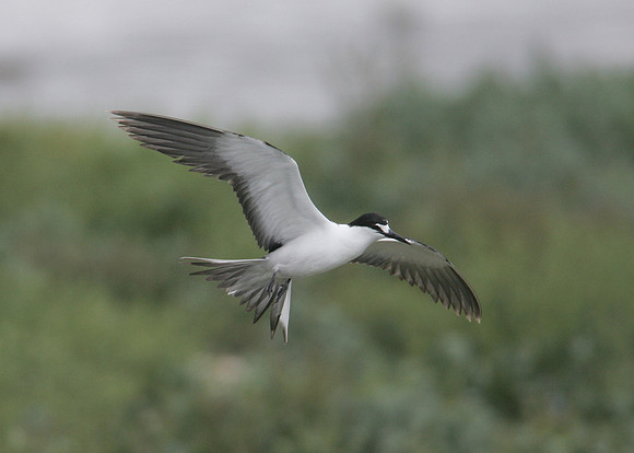Sooty Tern Sterna fuscata