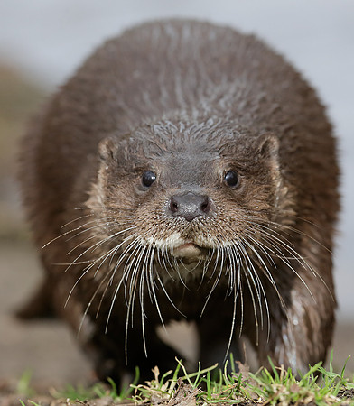 Otter Lutra lutra