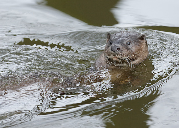 Otter Lutra lutra