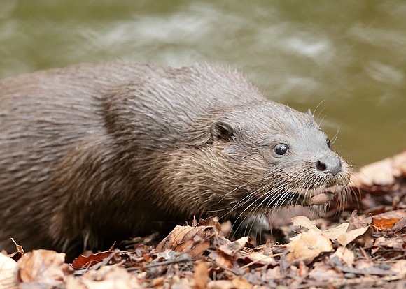 Otter Lutra lutra