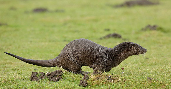 Otter Lutra lutra