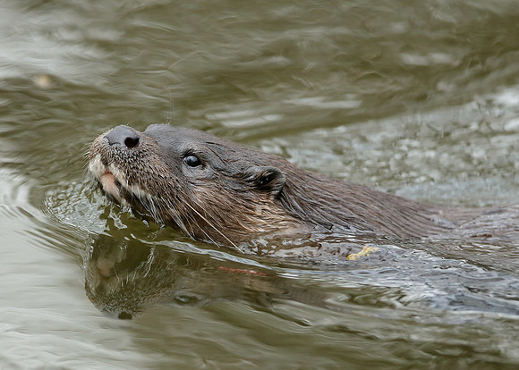 Otter Lutra lutra