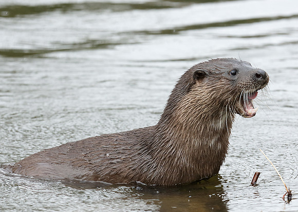 Otter Lutra lutra