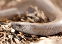 Slow Worm Anguis fragilis