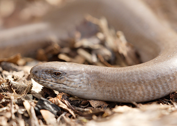 Slow Worm Anguis fragilis