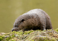 Otter Lutra lutra