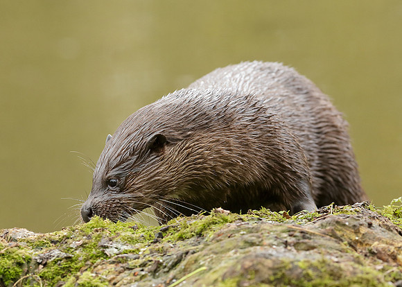 Otter Lutra lutra