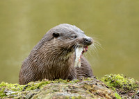Otter Lutra lutra