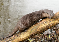 Otter Lutra lutra
