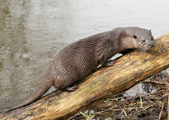 Otter Lutra lutra