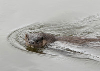 Otter Lutra lutra