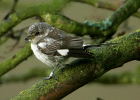 Masked Shrike Lanius nubicus