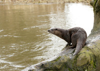 Otter Lutra lutra
