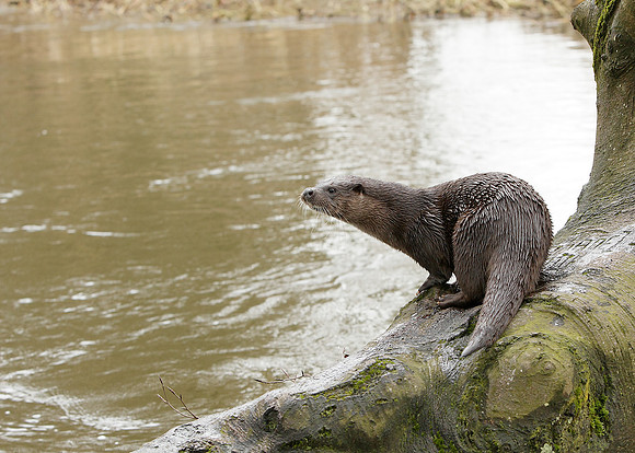 Otter Lutra lutra