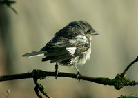 Masked Shrike Lanius nubicus