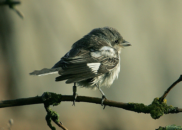 Masked Shrike Lanius nubicus